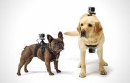 GoPro Finally Launches a Camera Harness for Man's Best Friend