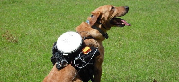 You Can 'Steer' Your Dog With This Device