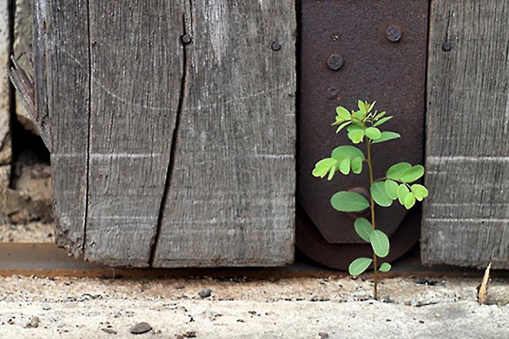 Learning to Adapt Is the Key to Success