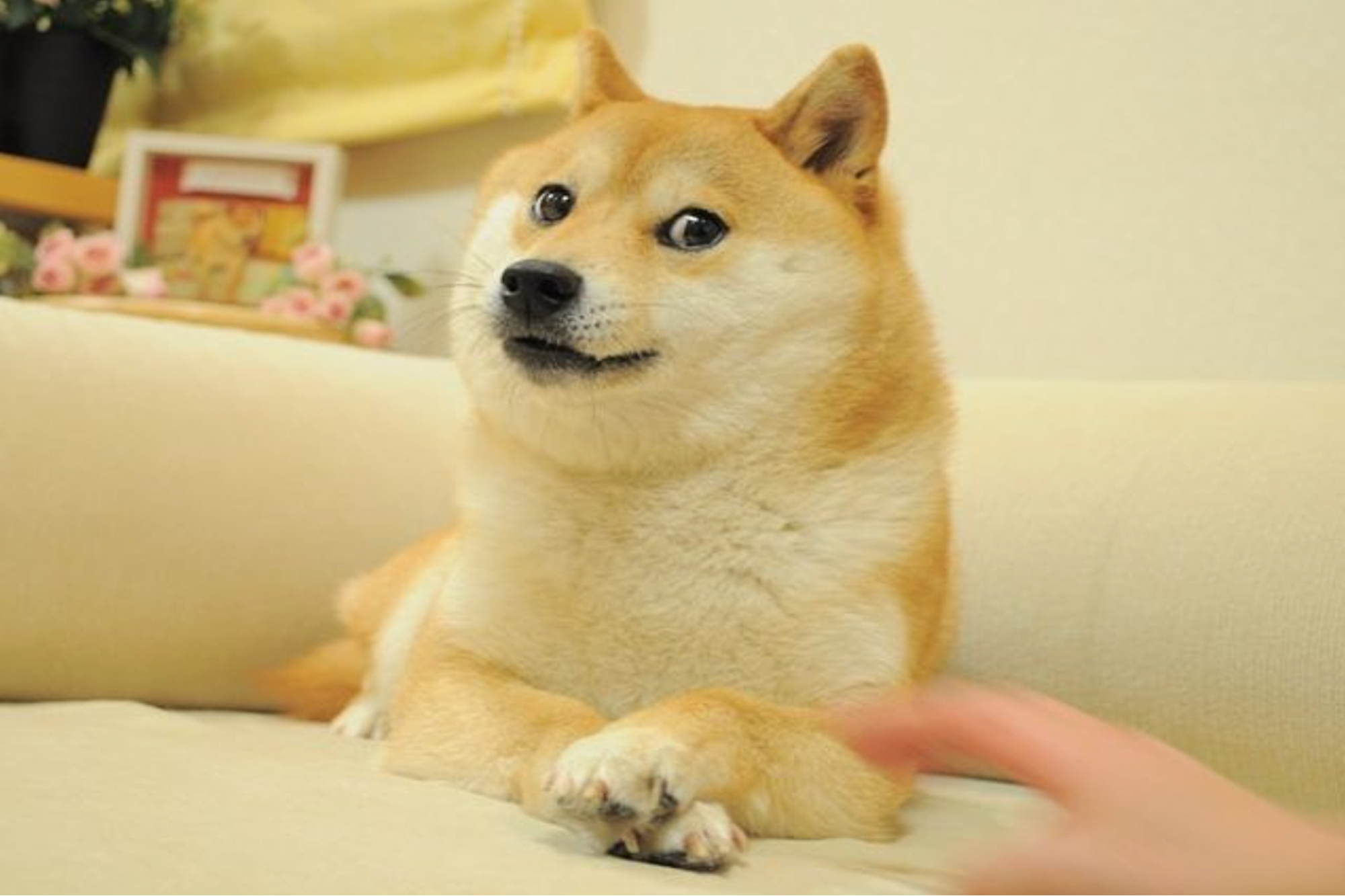 Shiba Inu Dog Who Inspired the Doge Meme Ill With Leukemia