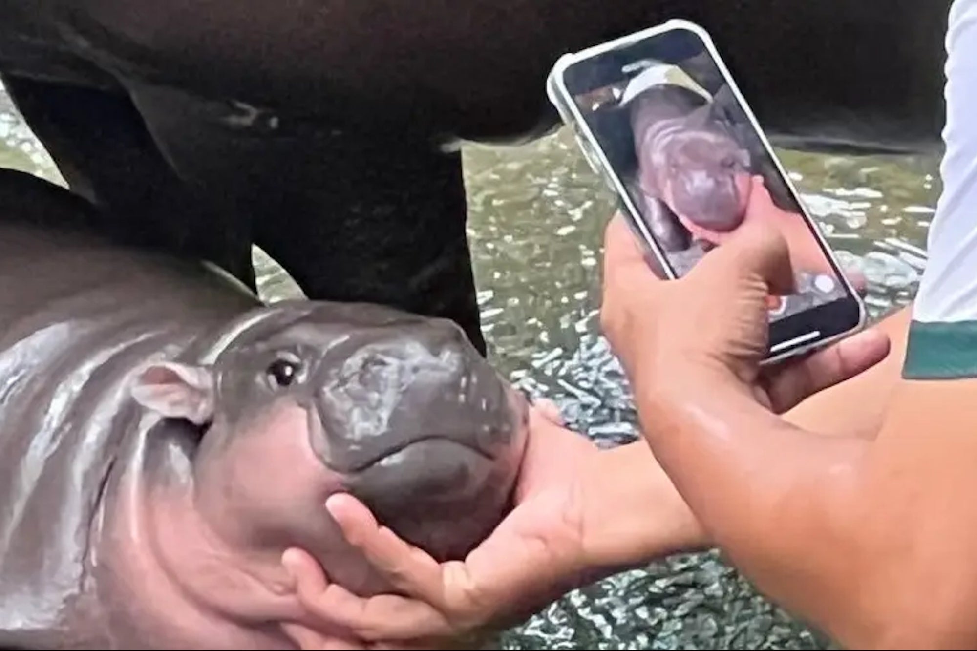 Moo Deng Crypto Token Now Worth $200 Million: Solana Network