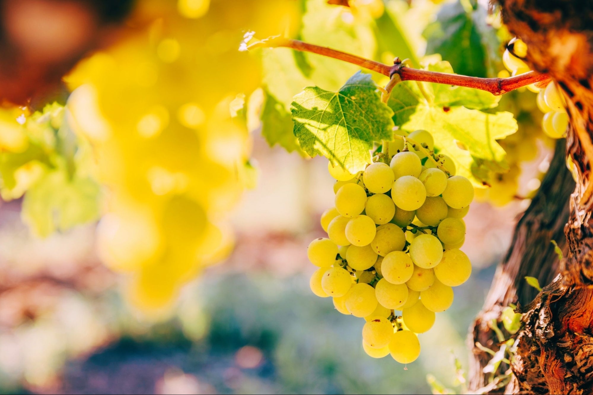 How Growing Up on a Grape Farm Prepared Me to Lead a Tech Company