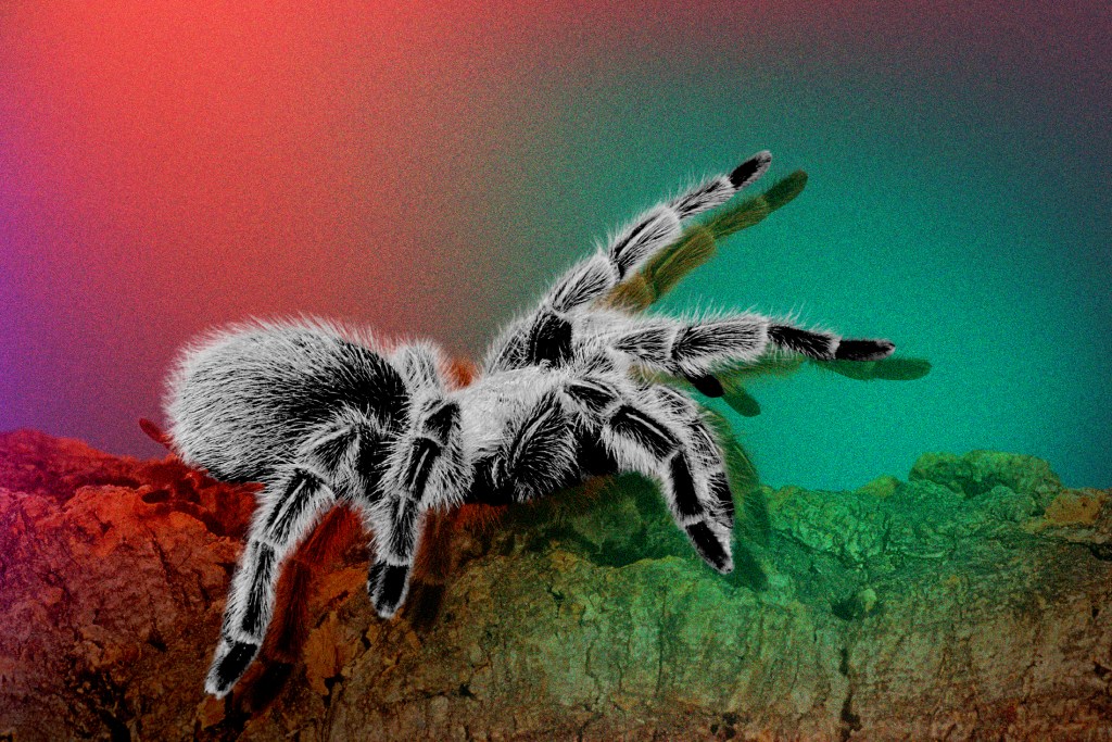 This $500,000 Corporate Retreat to Honduras Went Horribly Wrong. 'We Had to Eat a Dead Tarantula'