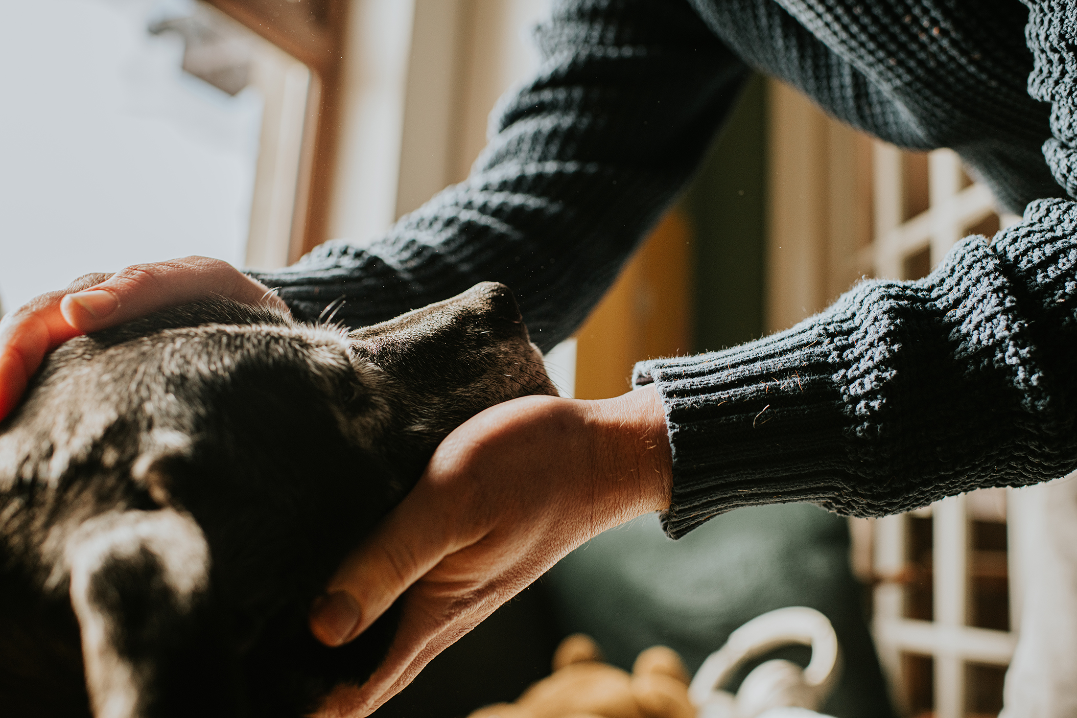 This $100-a-Month Pill Can Extend the Life of Your Dog — Here’s What It Means for Pets and Humans