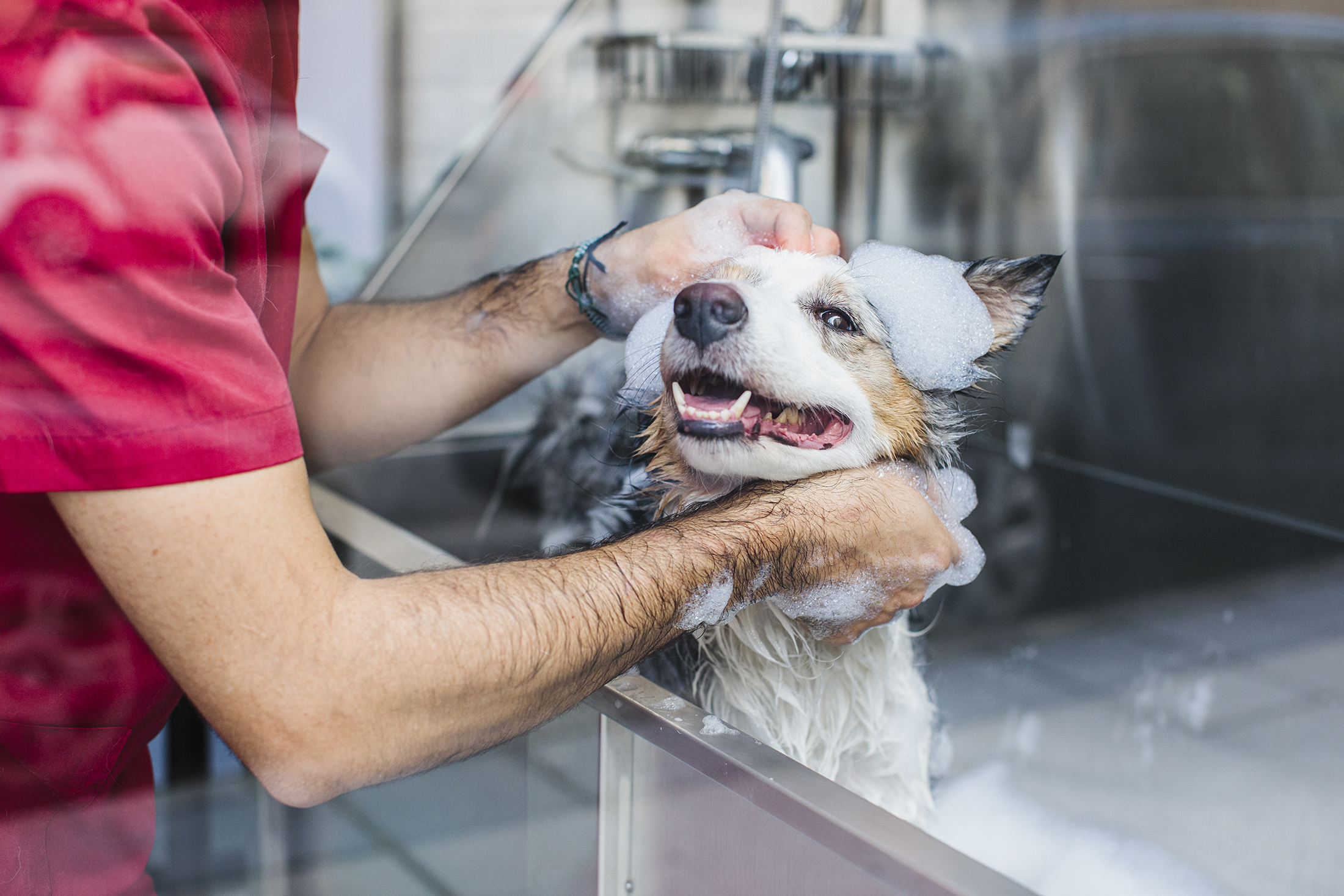 The $150 Billion Pet Industry Is Booming — These 5 Franchises Are Cashing In