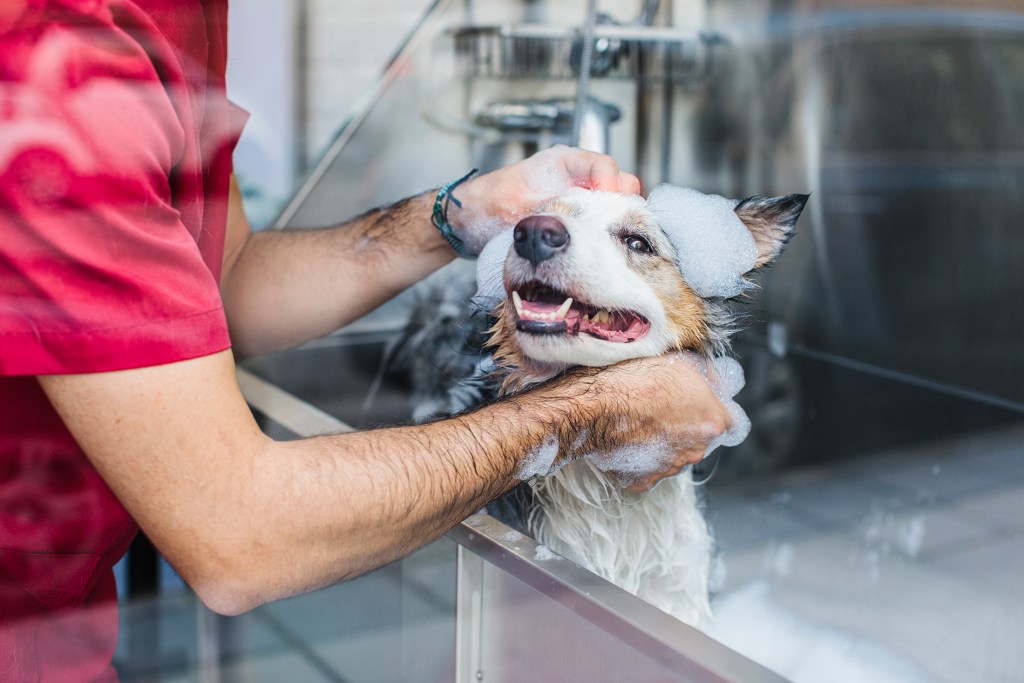 The $150 Billion Pet Industry Is Booming — These 5 Franchises Are Cashing In