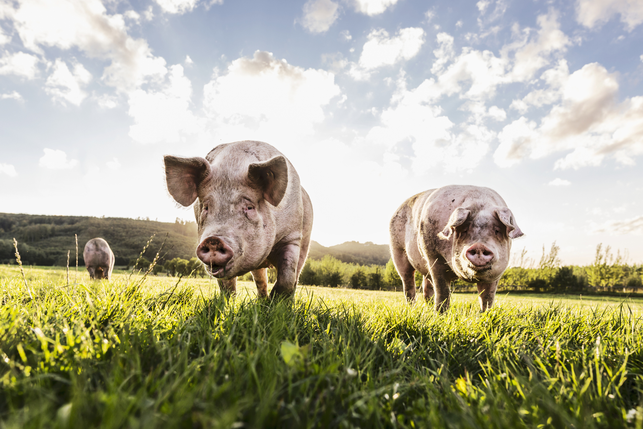 They Raised Hogs on an 89-Acre Farm and Couldn’t Get Out of Debt. Then a Data Center Made Them a $22 Million Offer.