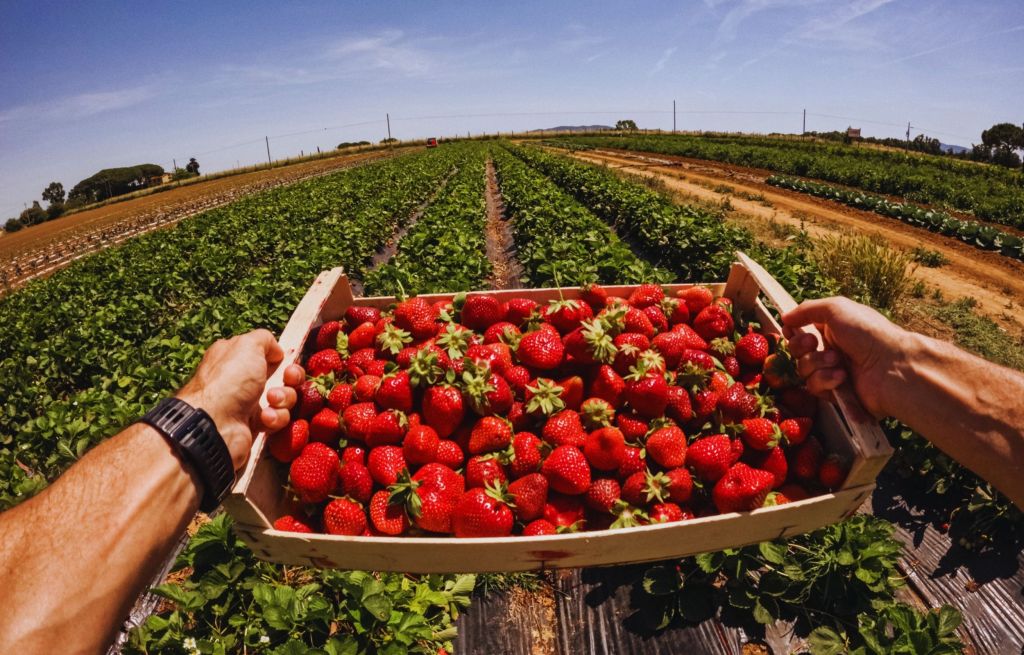 Two Brothers-in-Law Started a Small Strawberry Farm in 1904. It Now Supplies a Third of the World’s Berries.
