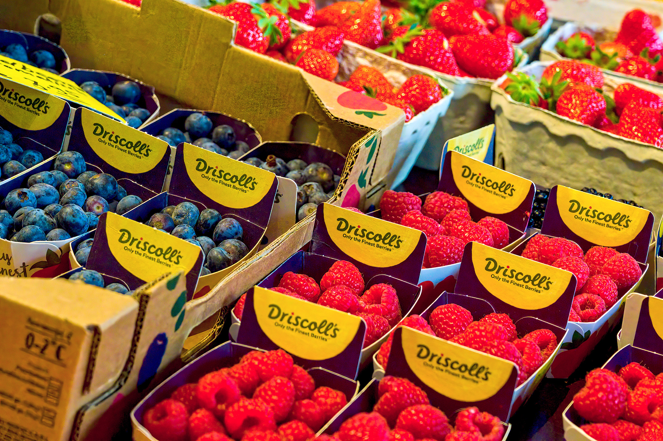 Inside Driscoll’s Berry Strange Case of Corporate Espionage: How China Stole Its Secrets