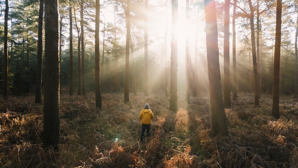 Here’s Why Your Next Latte Might Taste Like a Walk in the Woods