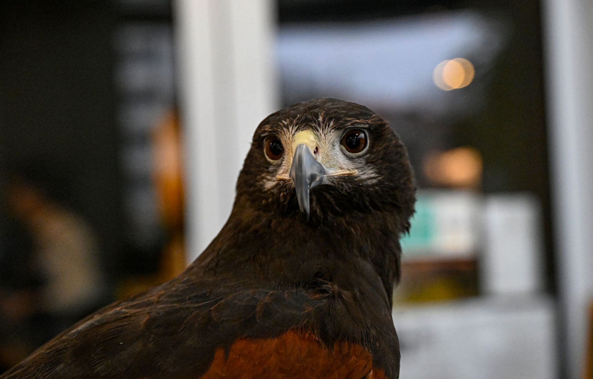 Ford Had a Pigeon Problem at Its Mexico Plant. So It Hired an Unlikely Security Guard Named ‘El Cha…