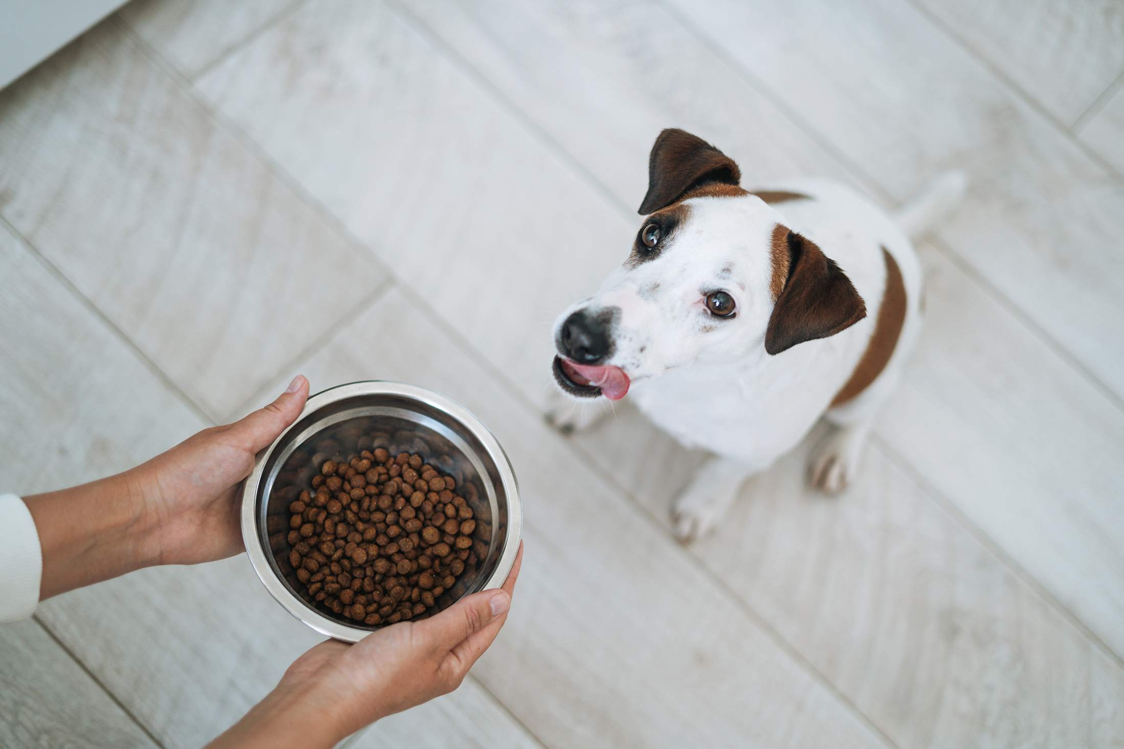 These Cats and Dogs Have the Best Job Ever: Taste-Testing Pet Food for a $17 Billion Industry